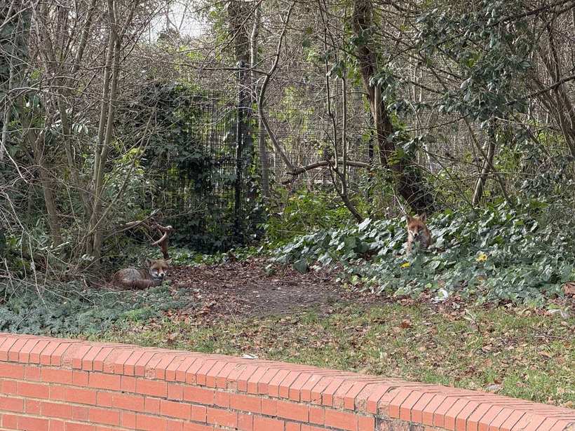 Foxes living in the overgrown woodland area of the park.