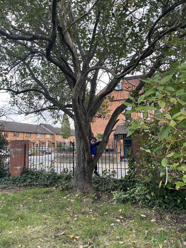 Children climbing the trees in the park.